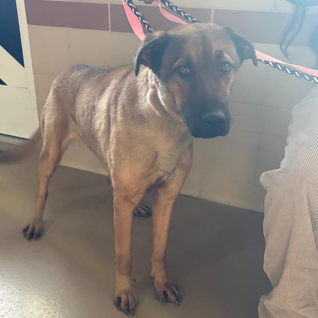 Enlarge Stacie, a Adoptable Mixed Breed in Winston-Salem, NC image 3/4