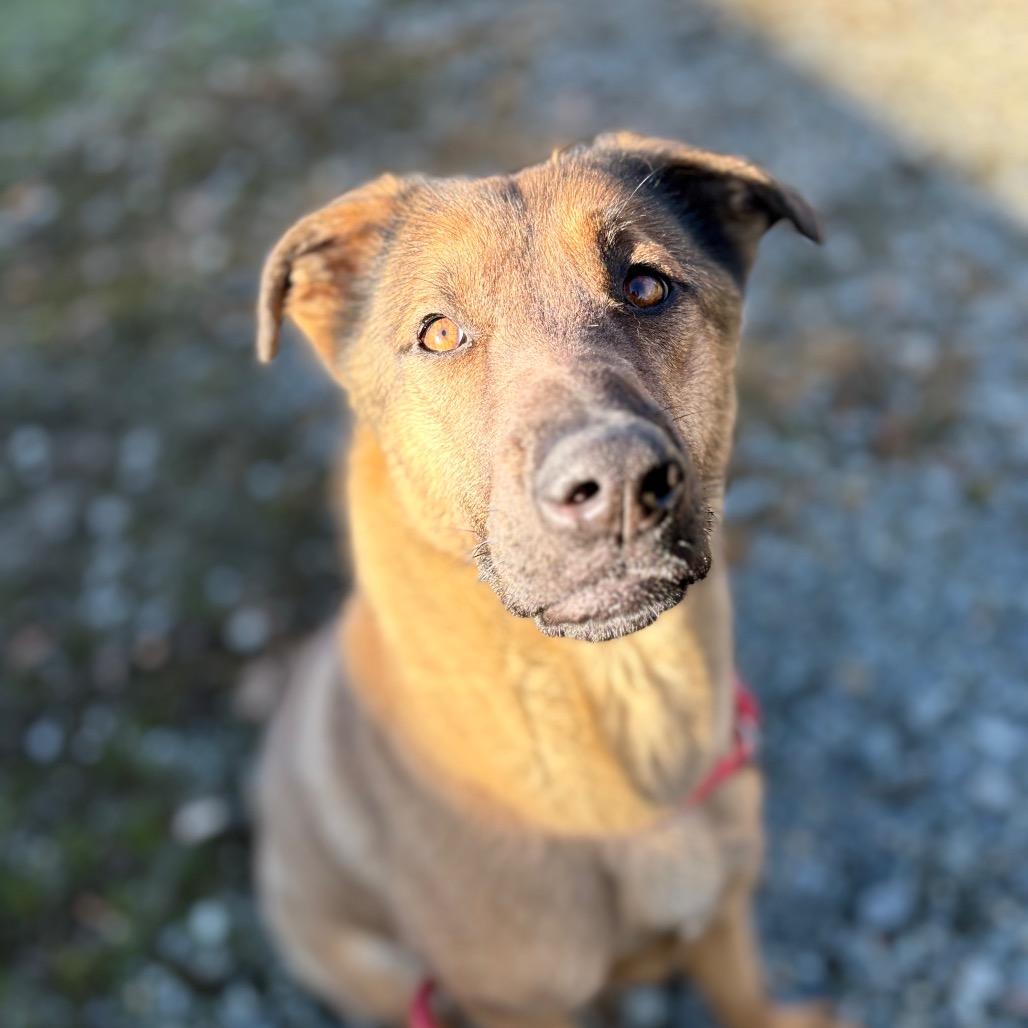 Enlarge Stacie, a Adoptable Mixed Breed in Winston-Salem, NC image 4/4