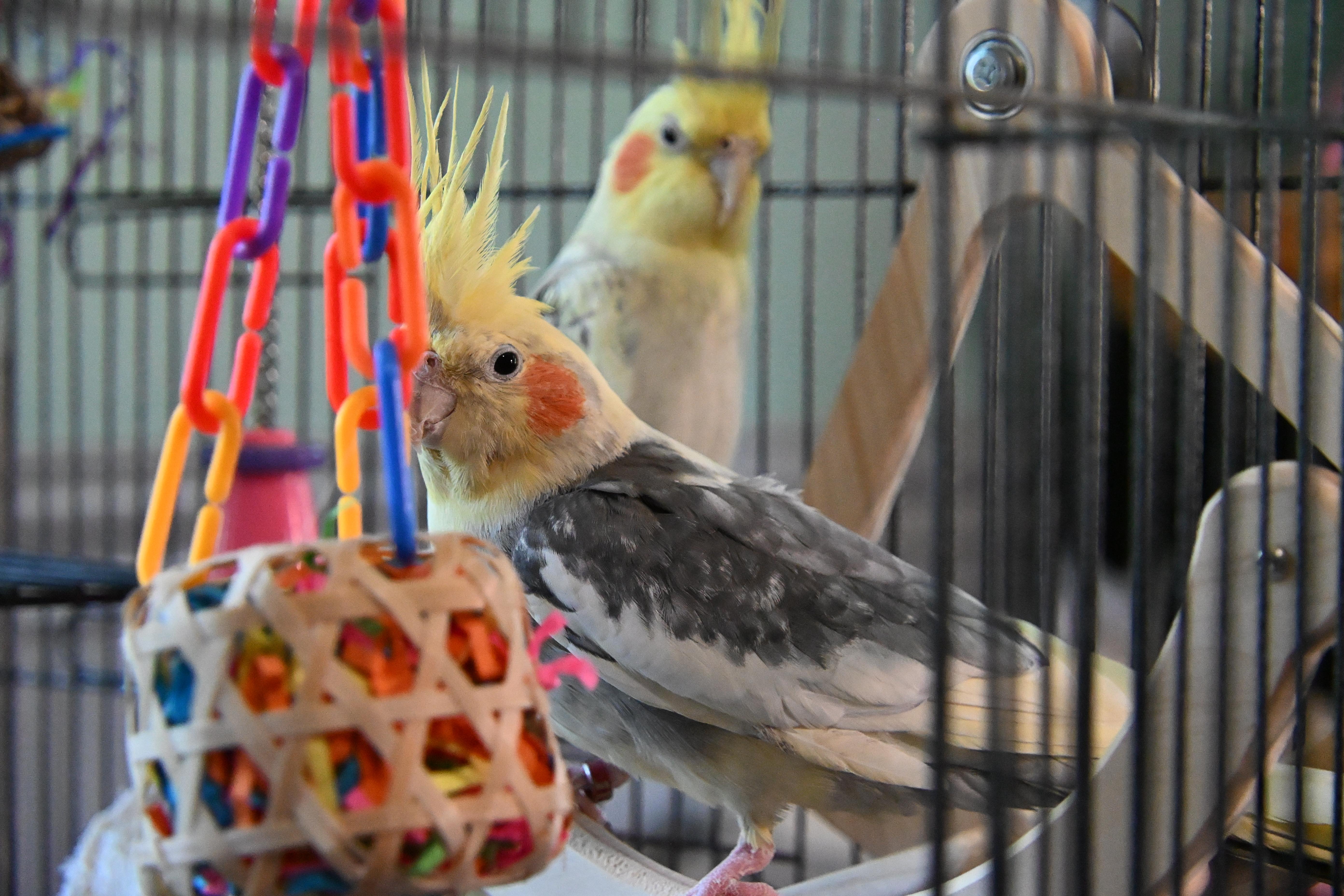 Enlarge Joker, a ADOPTABLE Cockatiel in South Bend, IN image 6/6