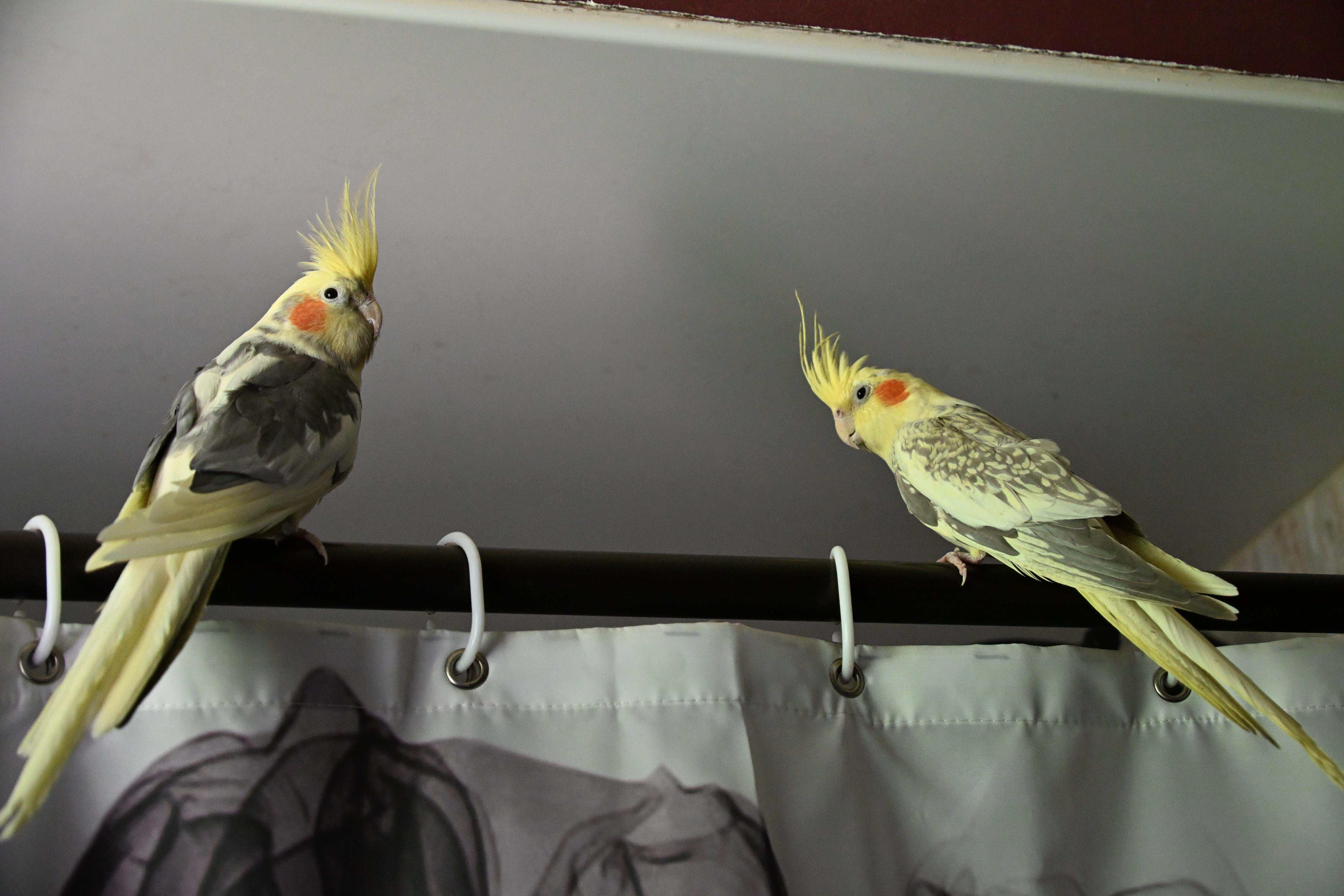 Enlarge Joker, a ADOPTABLE Cockatiel in South Bend, IN image 4/6