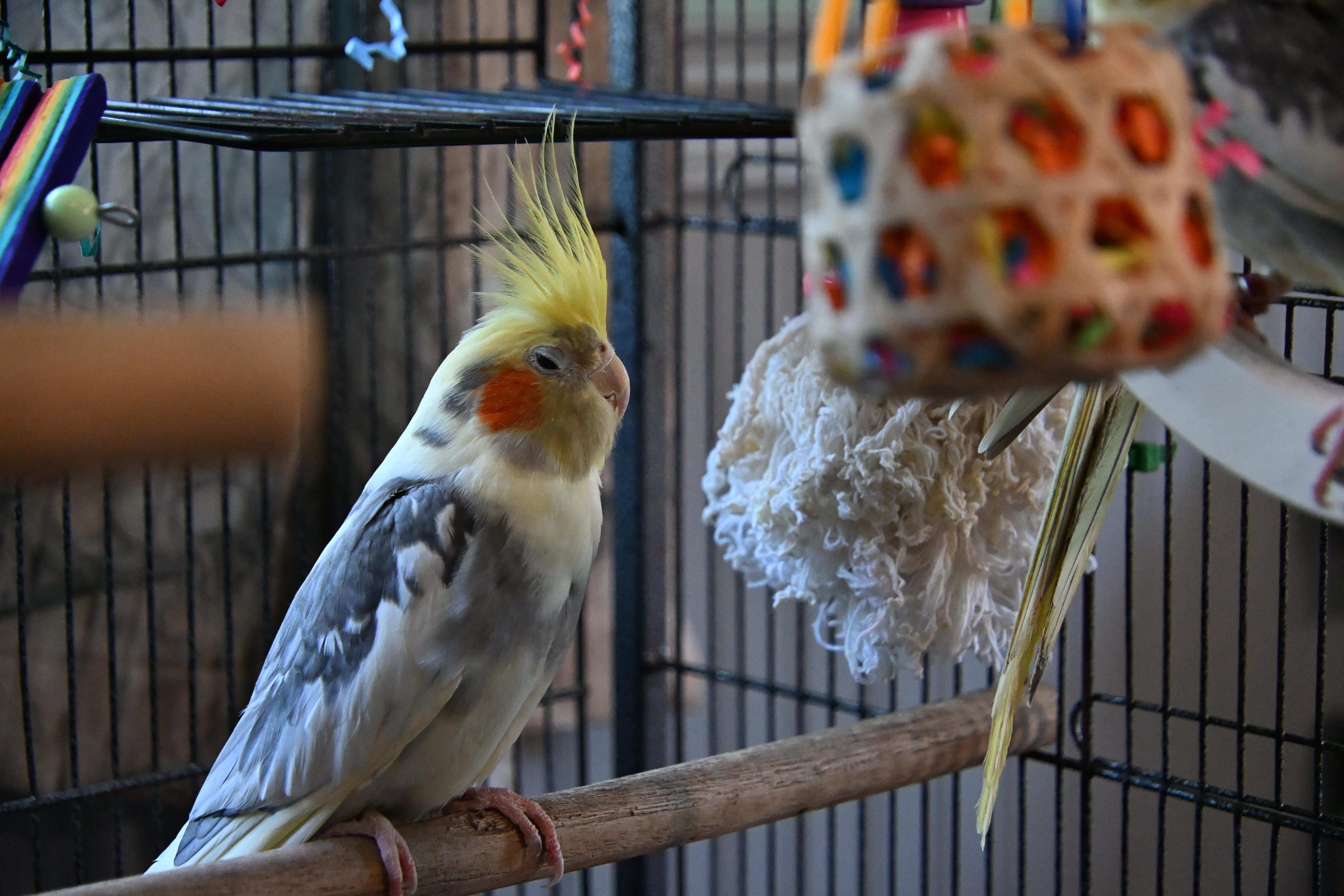 Enlarge Joker, a ADOPTABLE Cockatiel in South Bend, IN image 2/6