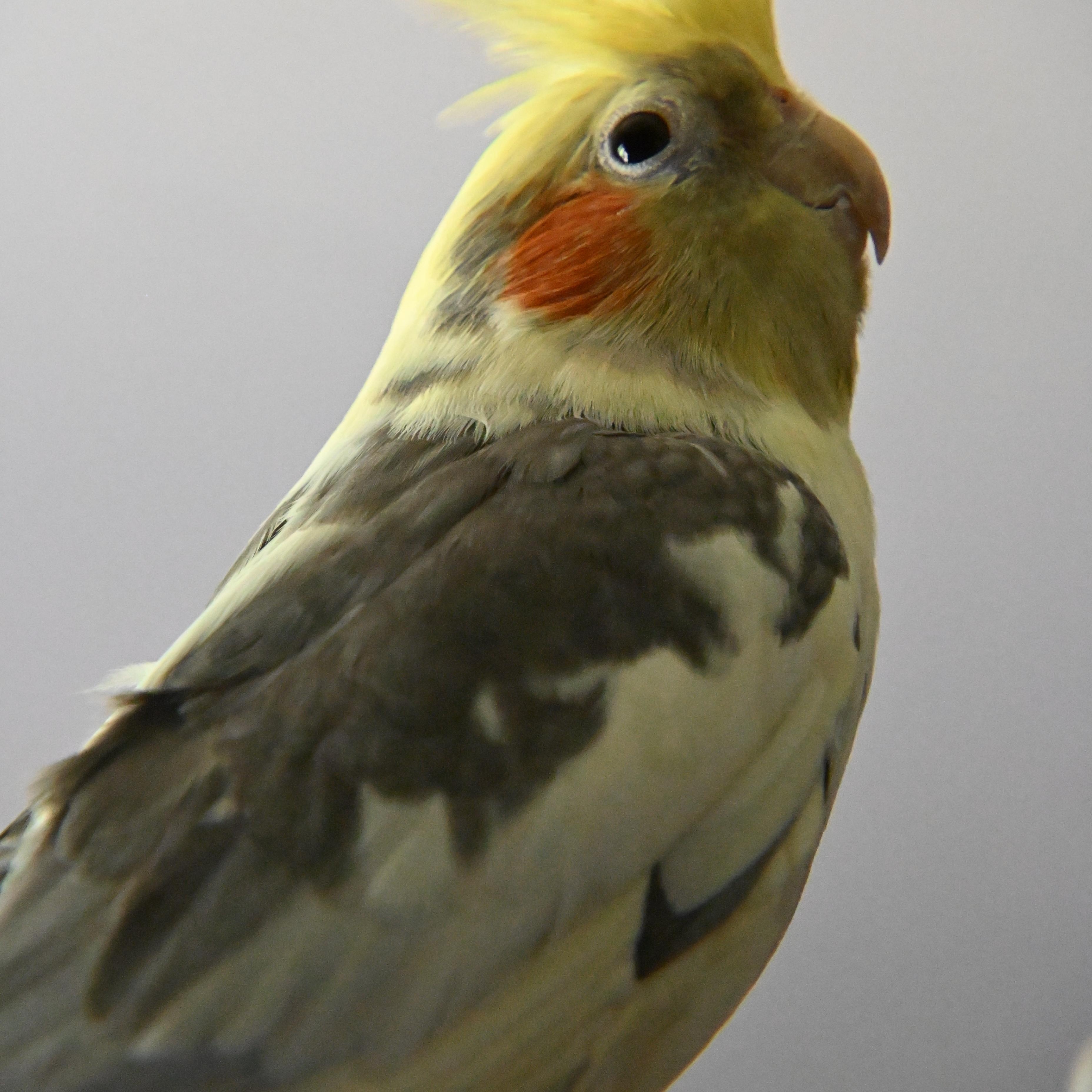 Enlarge Joker, a ADOPTABLE Cockatiel in South Bend, IN image 3/6