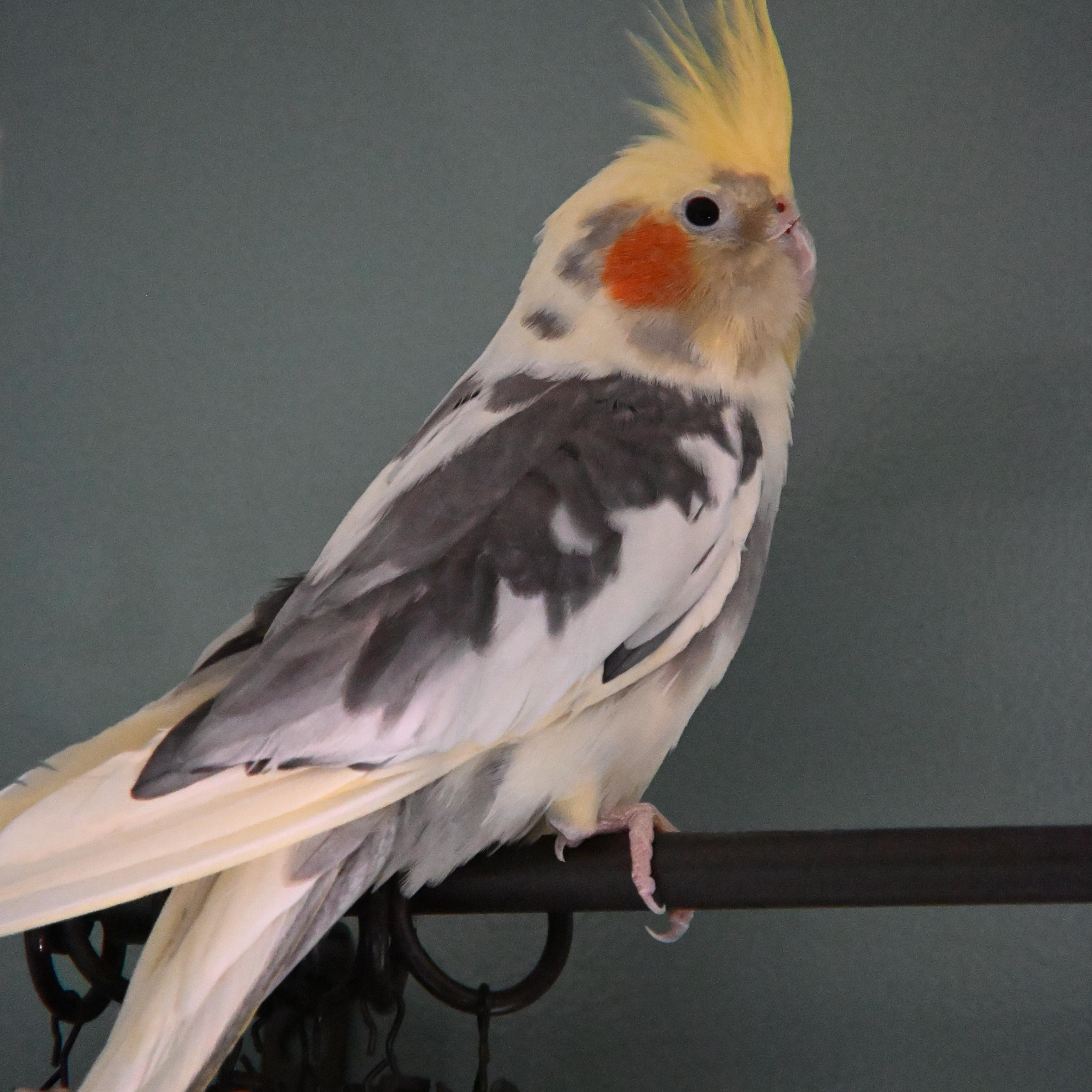 Joker, ADOPTABLE, Adult Male Cockatiel.