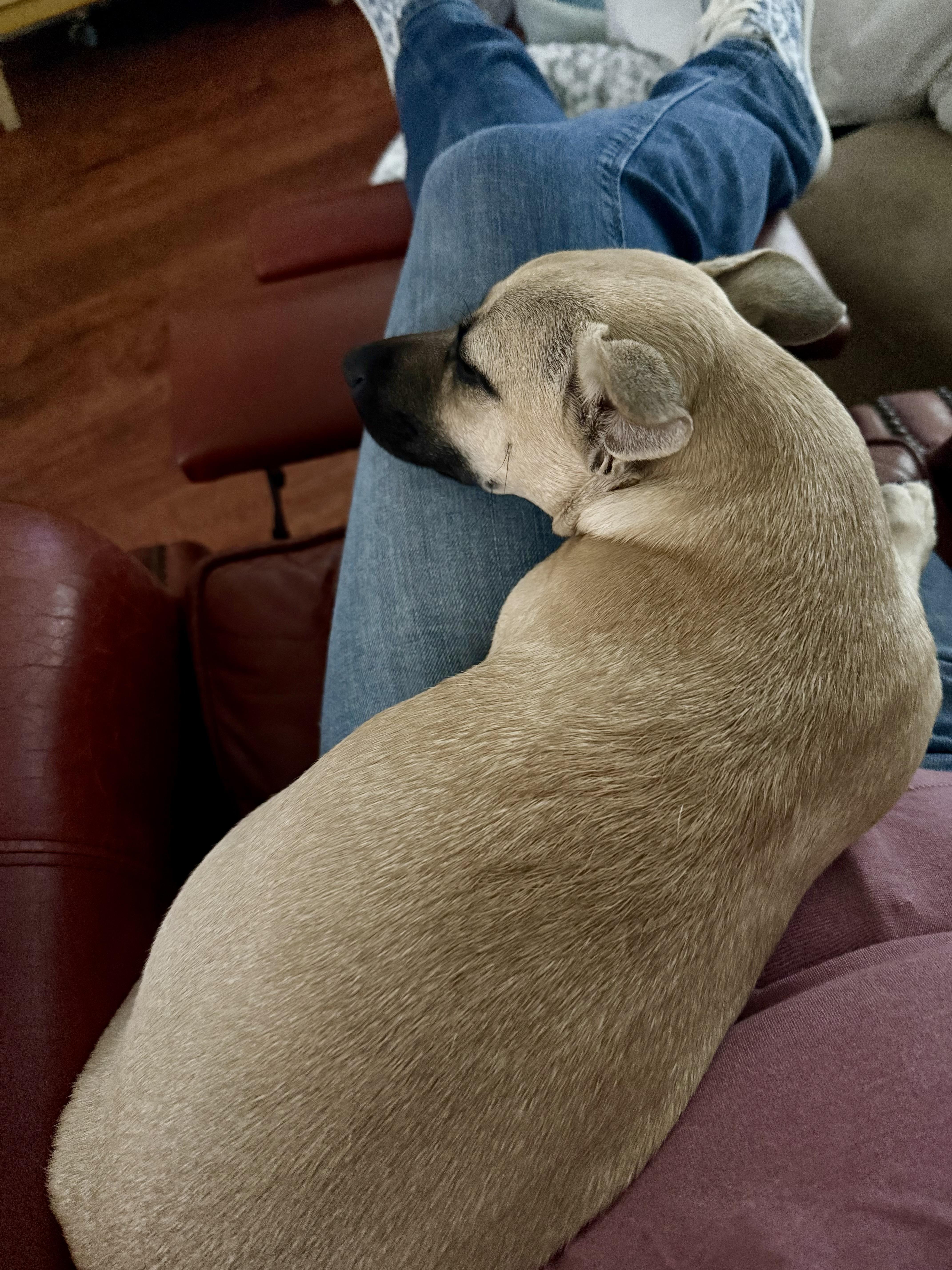 Enlarge Maxie, a Adoptable mixed breed in Huntington Beach, CA image 1/6