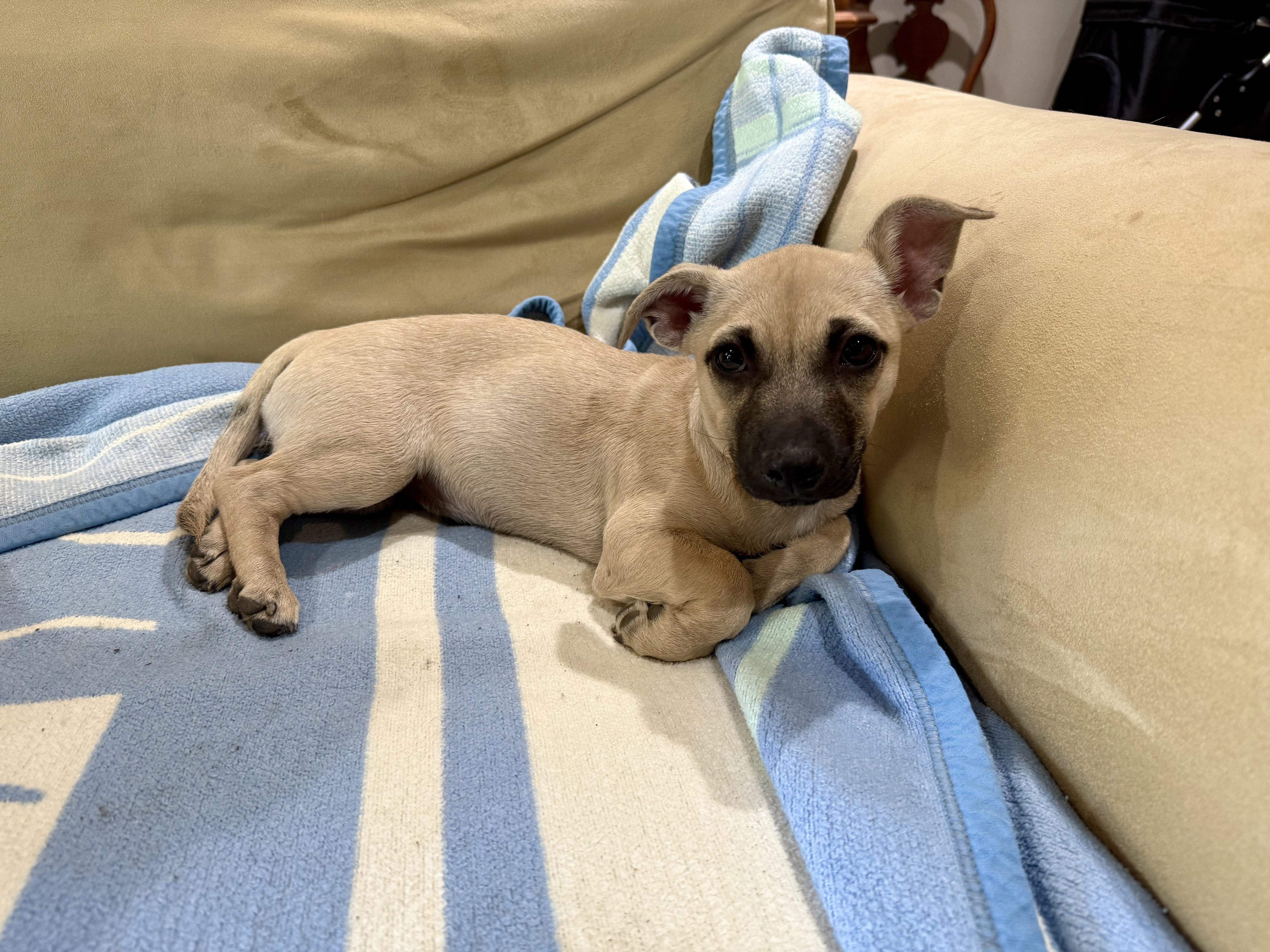 Maxie, a Adoptable mixed breed in Huntington Beach, CA image 2/5