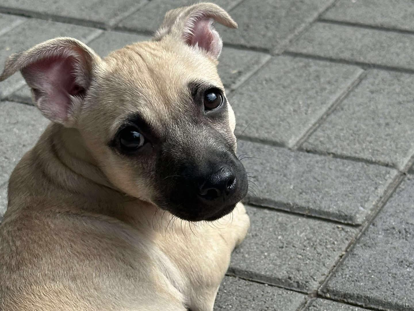 Maxie, Adoptable, Puppy Female Chihuahua.