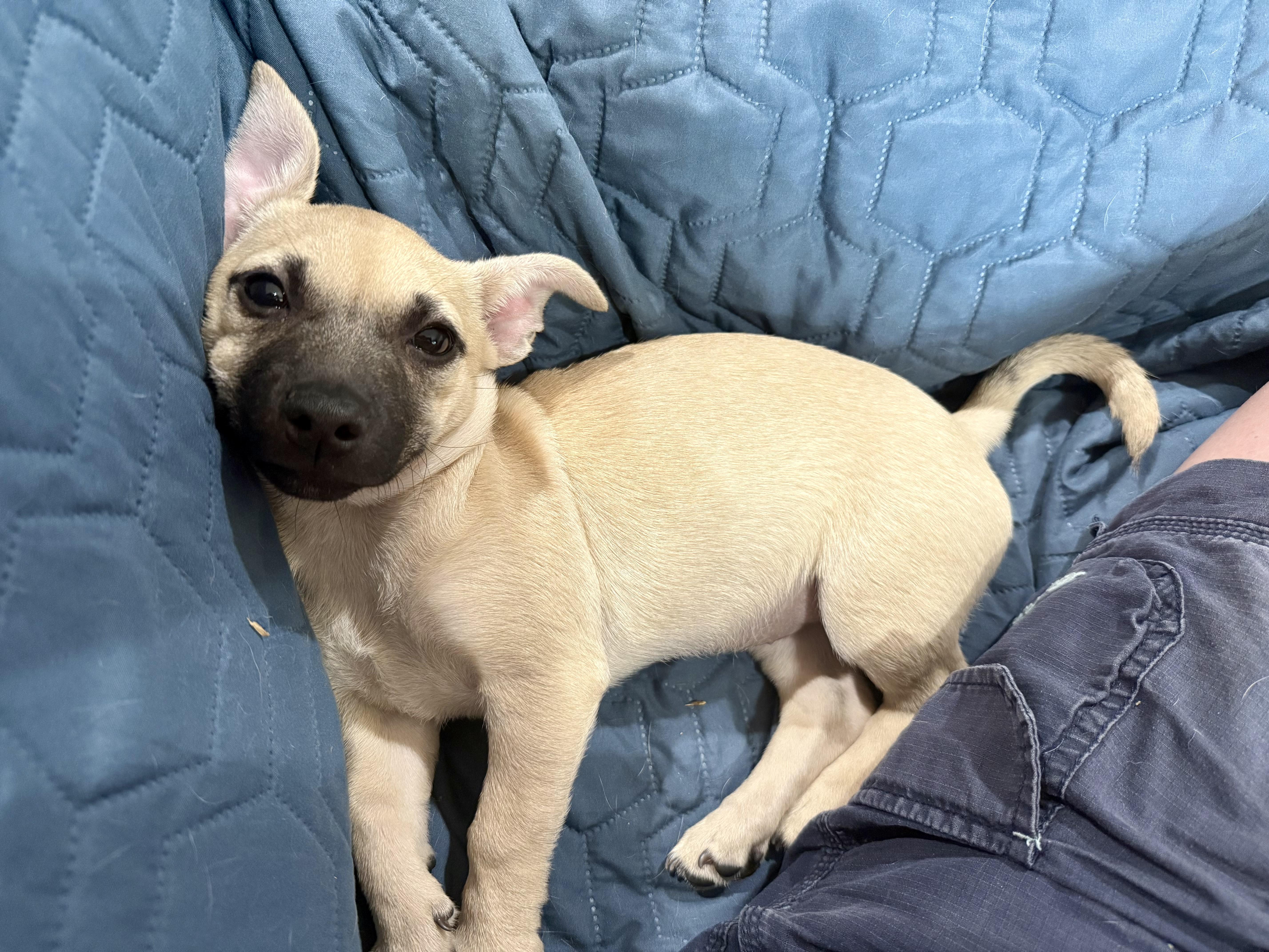 Maxie, a Adoptable mixed breed in Huntington Beach, CA image 5/5