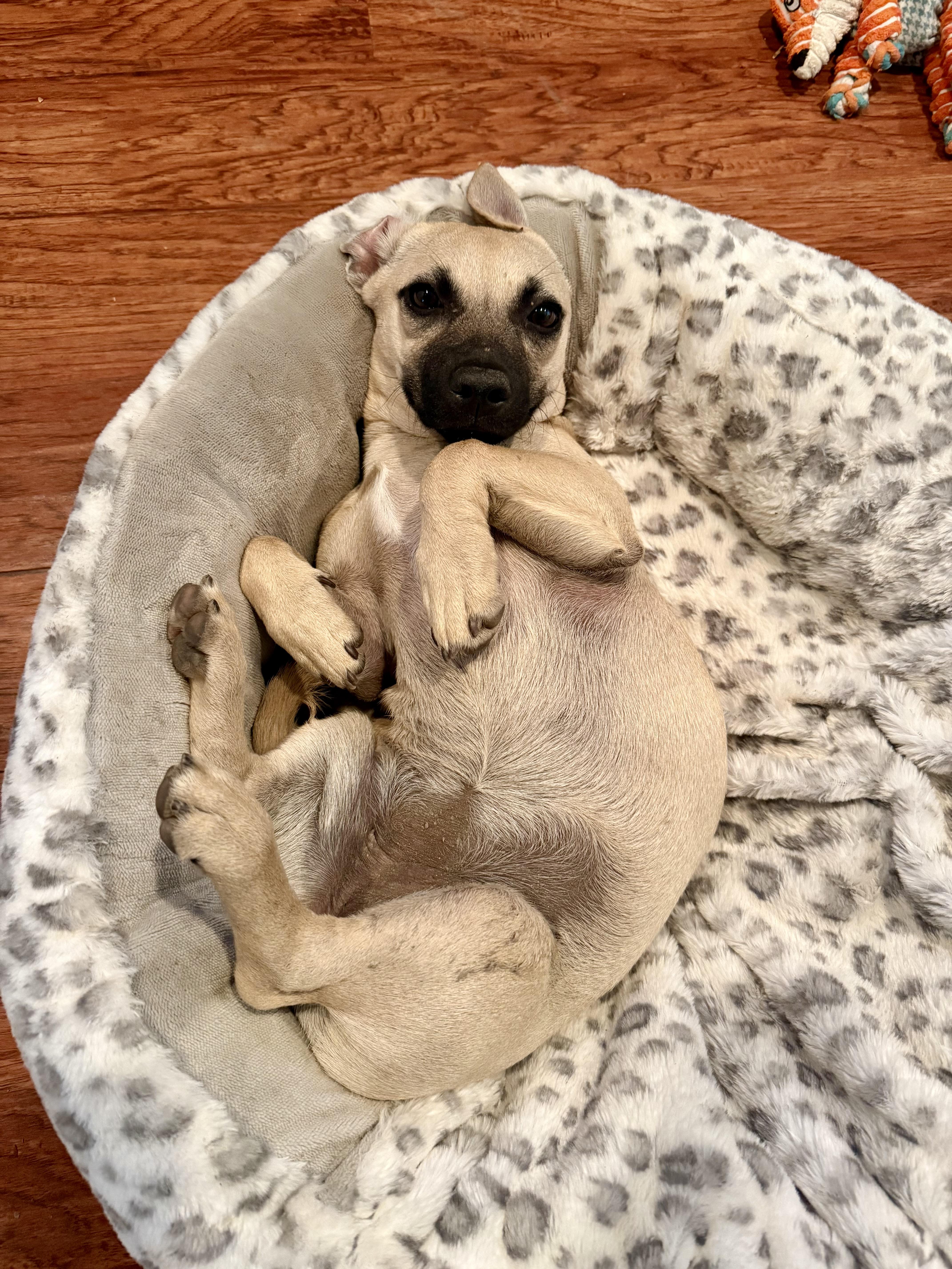 Enlarge Maxie, a Adoptable mixed breed in Huntington Beach, CA image 3/6