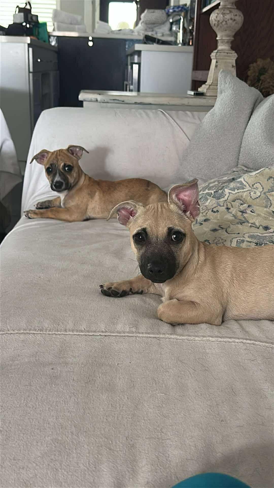 Maxie, a Adoptable mixed breed in Huntington Beach, CA image 4/5