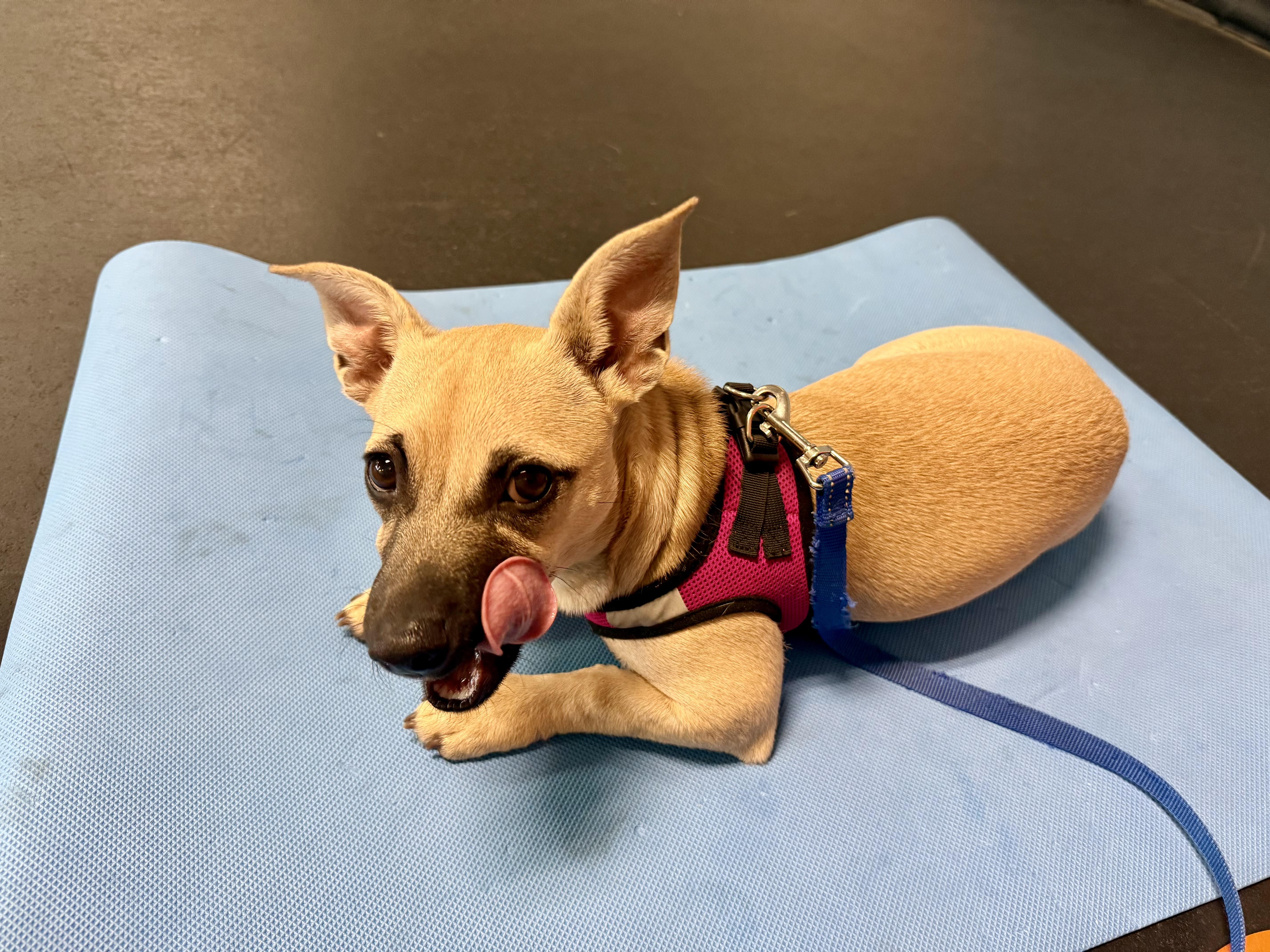 Enlarge Maxie, a Adoptable mixed breed in Huntington Beach, CA image 4/6