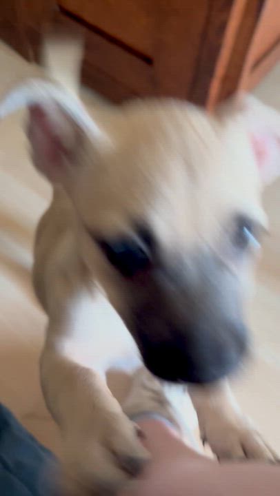 Enlarge Maxie, a Adoptable mixed breed in Huntington Beach, CA video 3/5