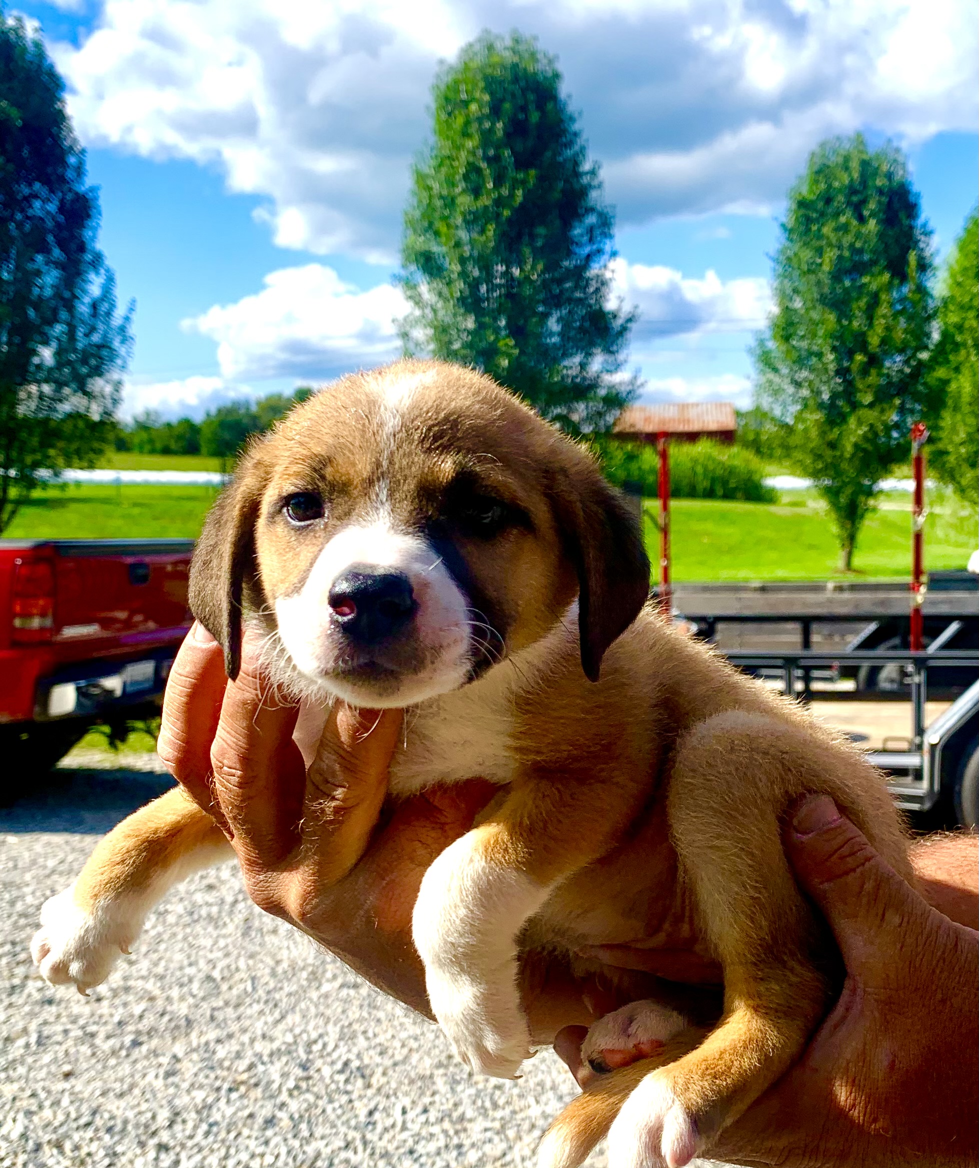 Queen Poppy, a Adoptable mixed breed in Brownstown, IN image 3/3