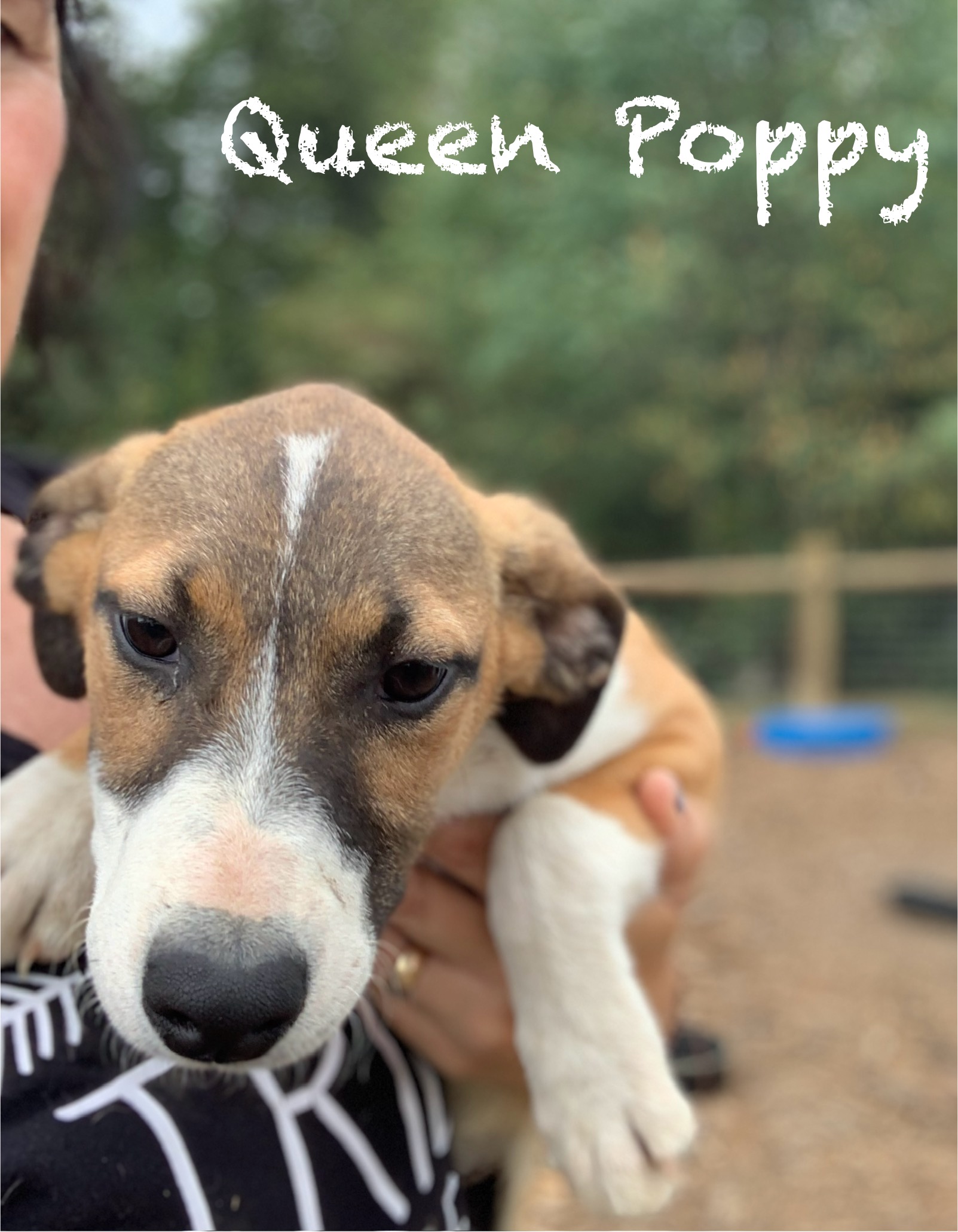 Queen Poppy, a Adoptable mixed breed in Brownstown, IN image 2/3