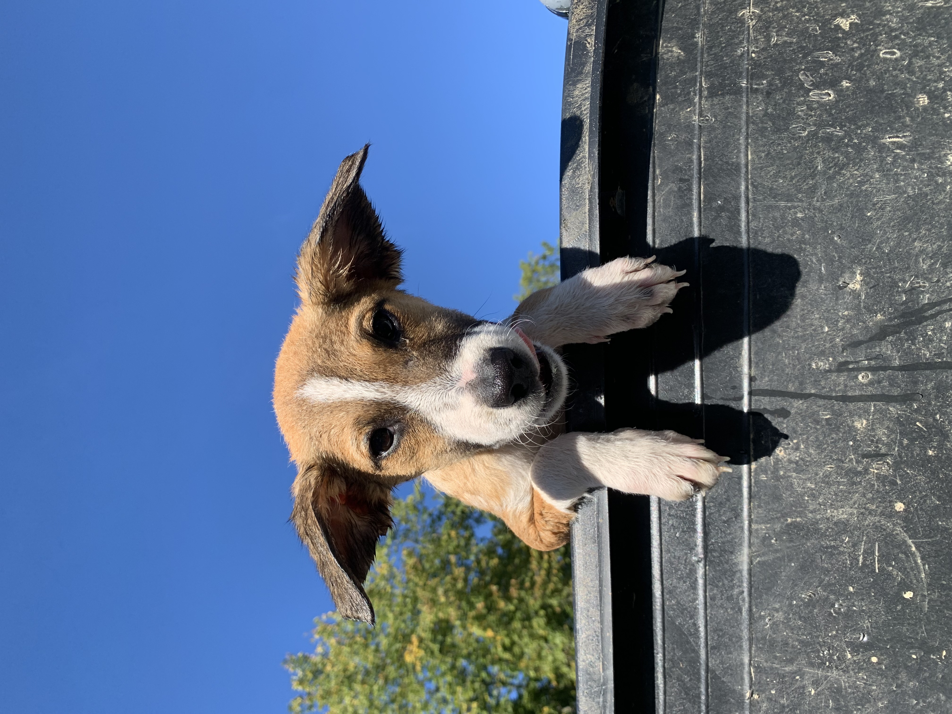 Queen Poppy, a Adoptable mixed breed in Brownstown, IN image 1/3