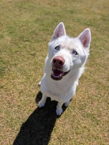 Enlarge MARIAH, a Adoptable mixed breed in Redlands, CA image 1/1