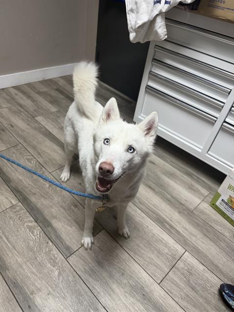 MARIAH, Adoptable, Young Female Siberian Husky & Mixed Breed.