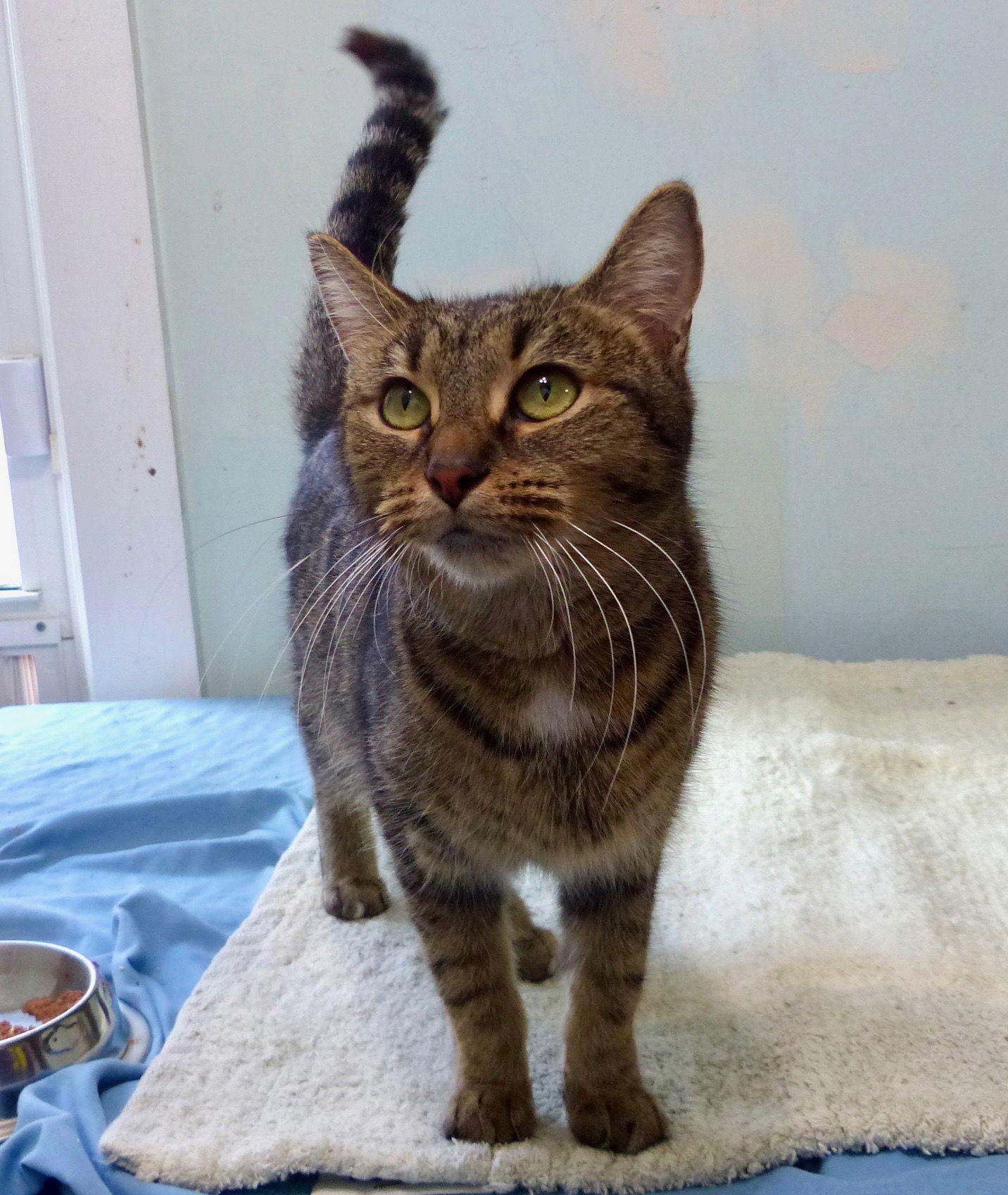 Zuma, Adopted, Young Female Tabby.