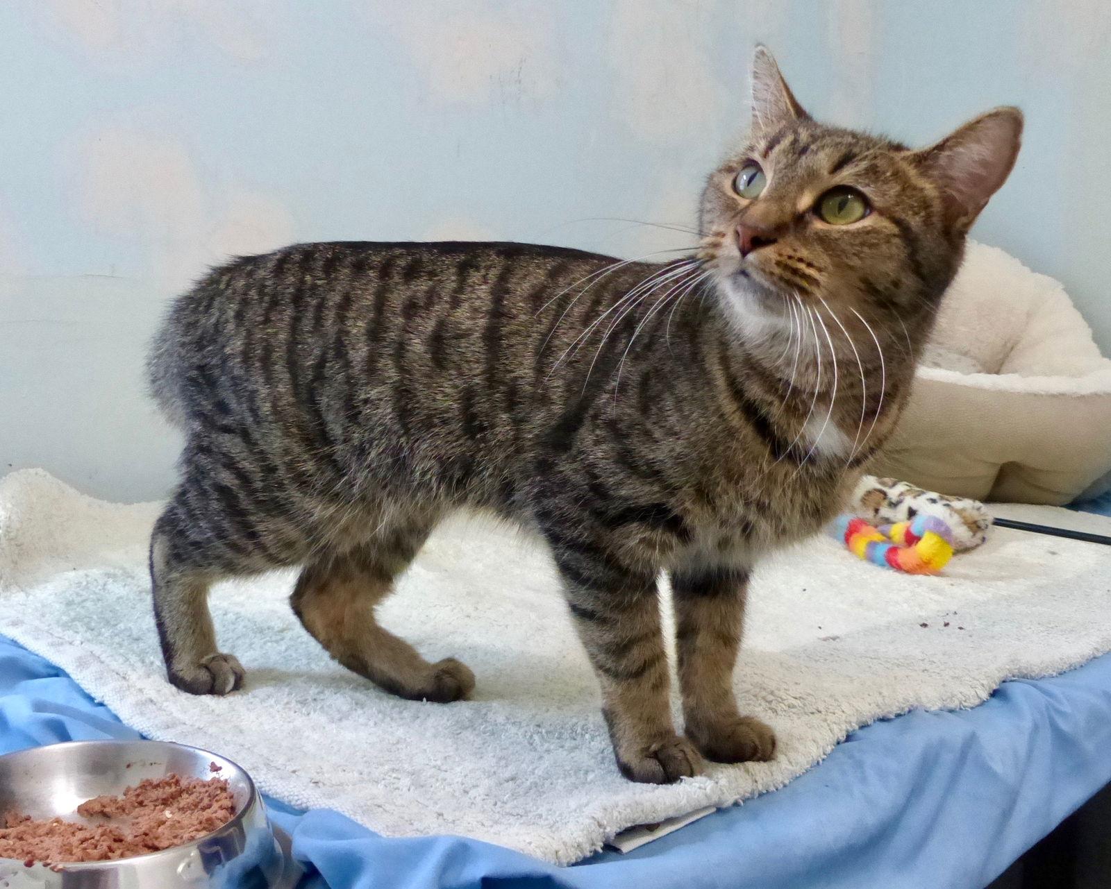 Enlarge Zuma, a Adopted Tabby in Chicago, IL image 2/3