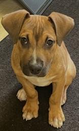 Enlarge Big Mac, an adopted Mixed Breed in Boyne City, MI image 2/2