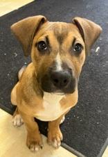Enlarge Big Mac, an adopted Mixed Breed in Boyne City, MI image 1/2