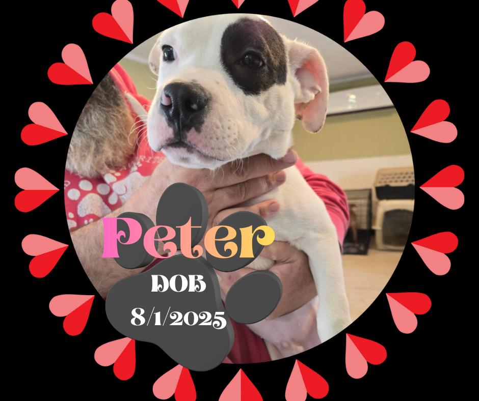 Enlarge Peter, a ADOPTABLE mixed breed in Marion, IN image 1/1