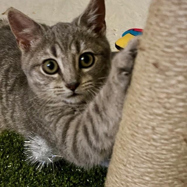 Enlarge Mango, a Adoptable Domestic Short Hair in Lake Geneva, WI image 6/6