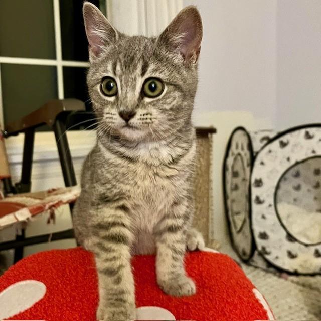 Enlarge Mango, a Adoptable Domestic Short Hair in Lake Geneva, WI image 1/6