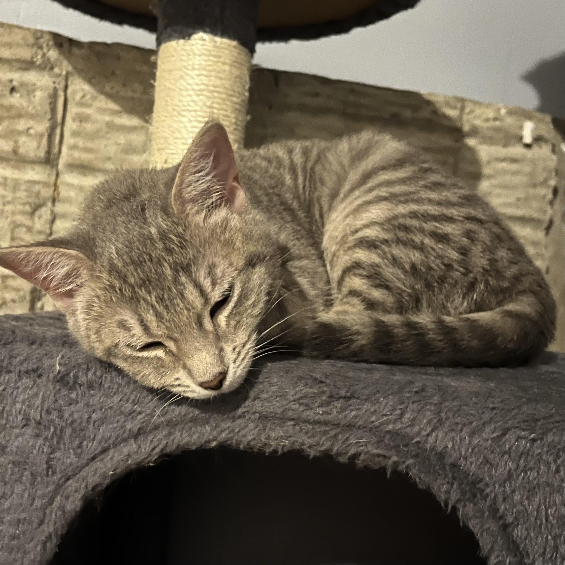 Enlarge Mango, a Adoptable Domestic Short Hair in Lake Geneva, WI image 3/6