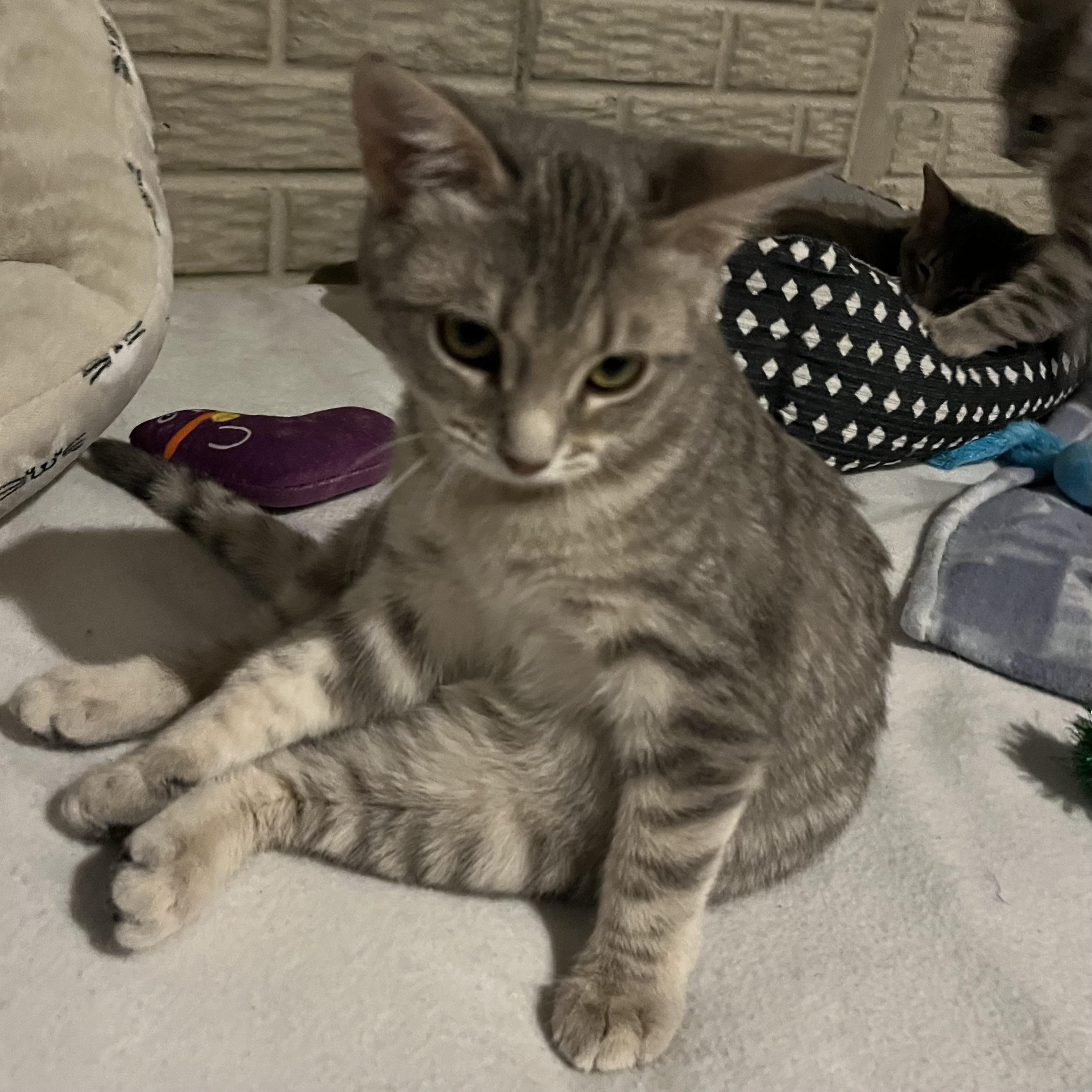 Enlarge Mango, a Adoptable Domestic Short Hair in Lake Geneva, WI image 2/6