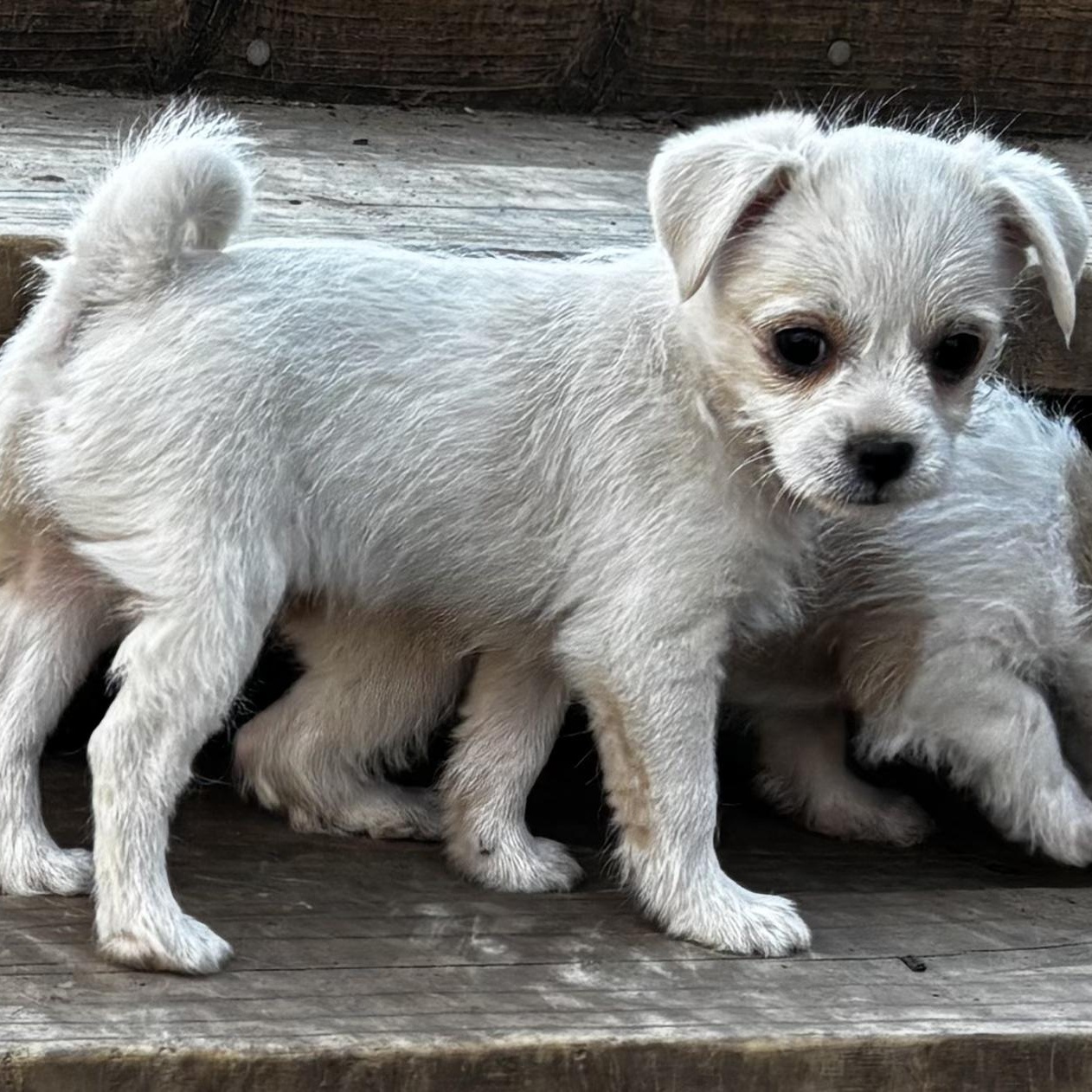 L’Oreal Flagg, adopted, Puppy Female Shih Tzu.