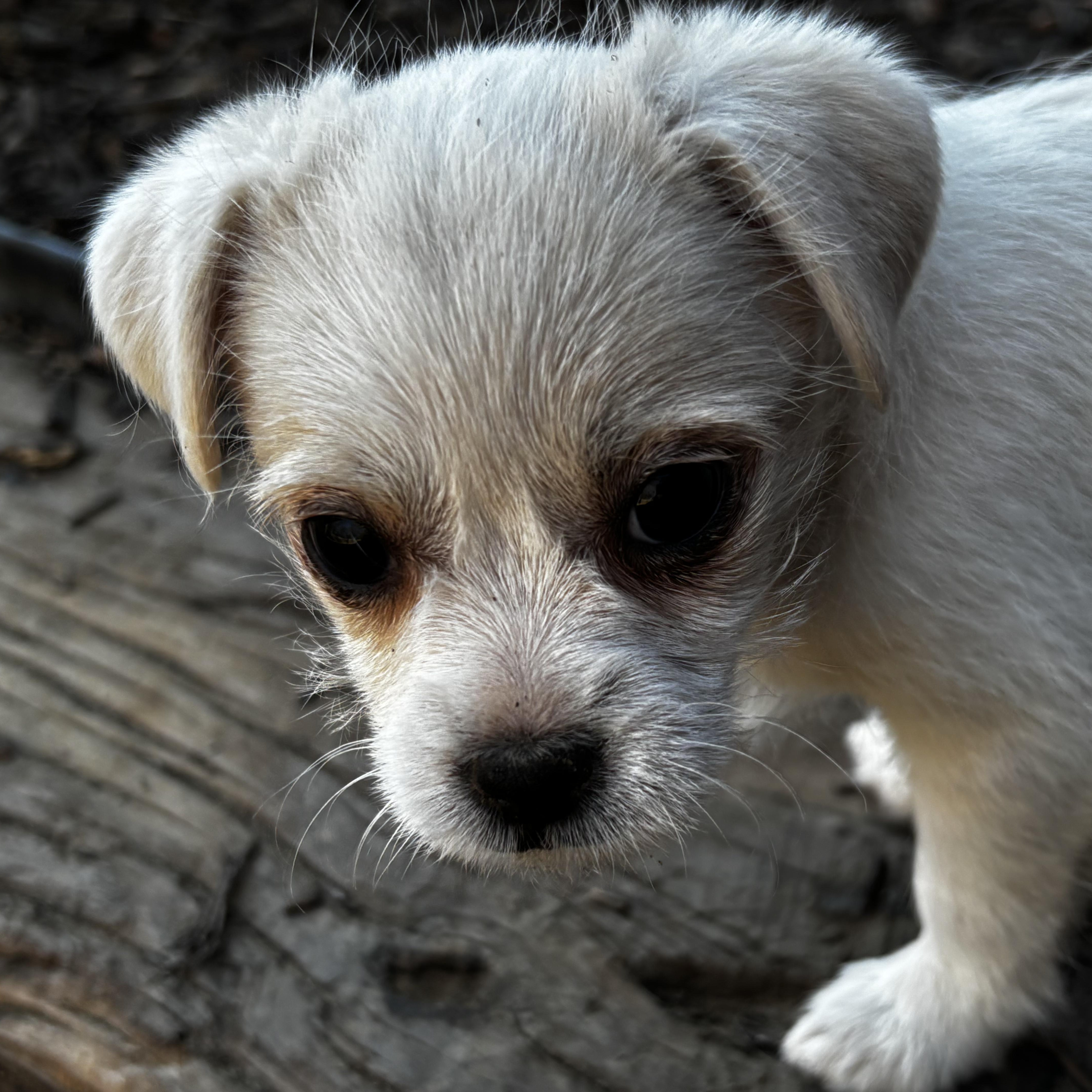 Enlarge L’Oreal Flagg, an adopted mixed breed in Plano, TX image 2/4