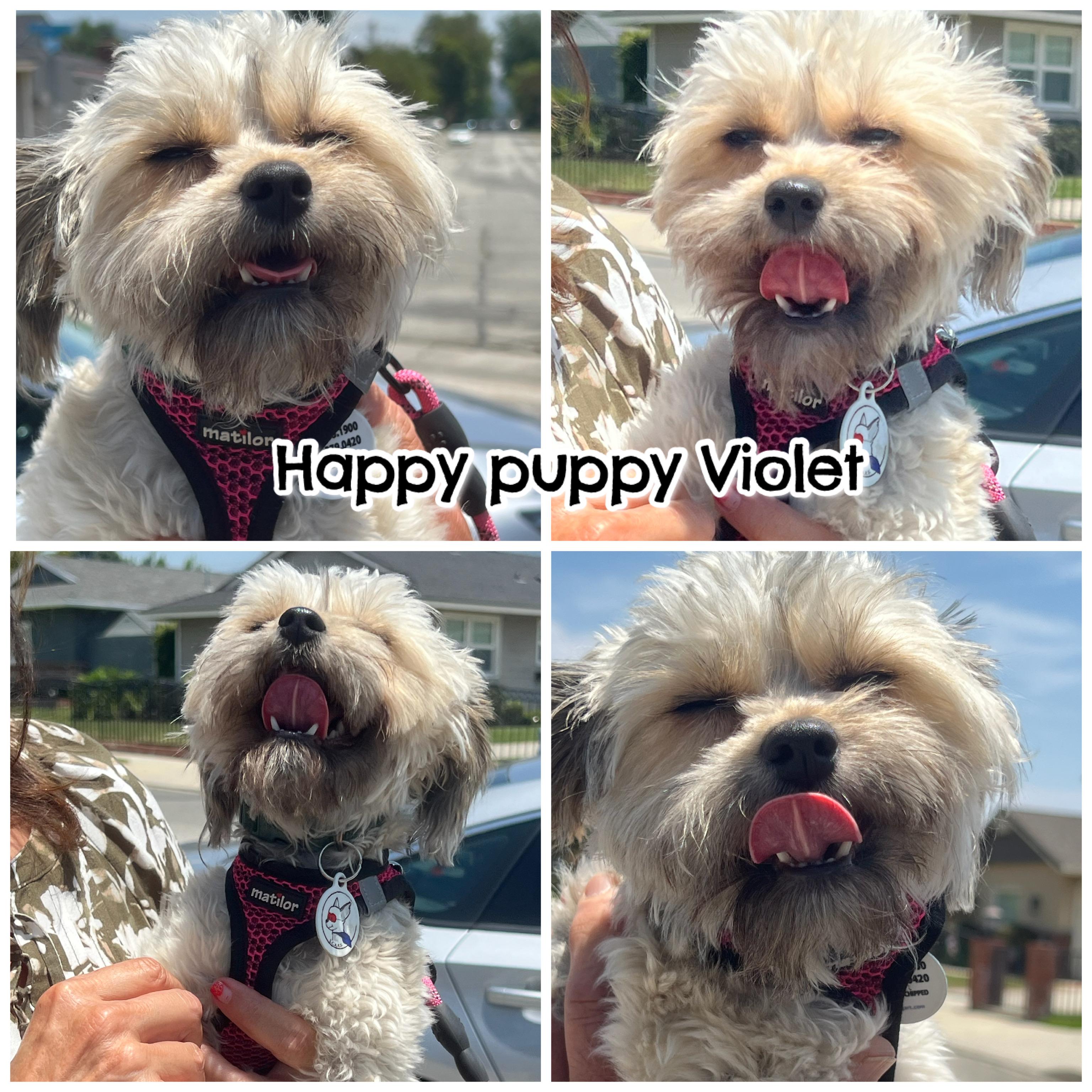 Enlarge Violet, a Adopted mixed breed in Glendora, CA image 2/5