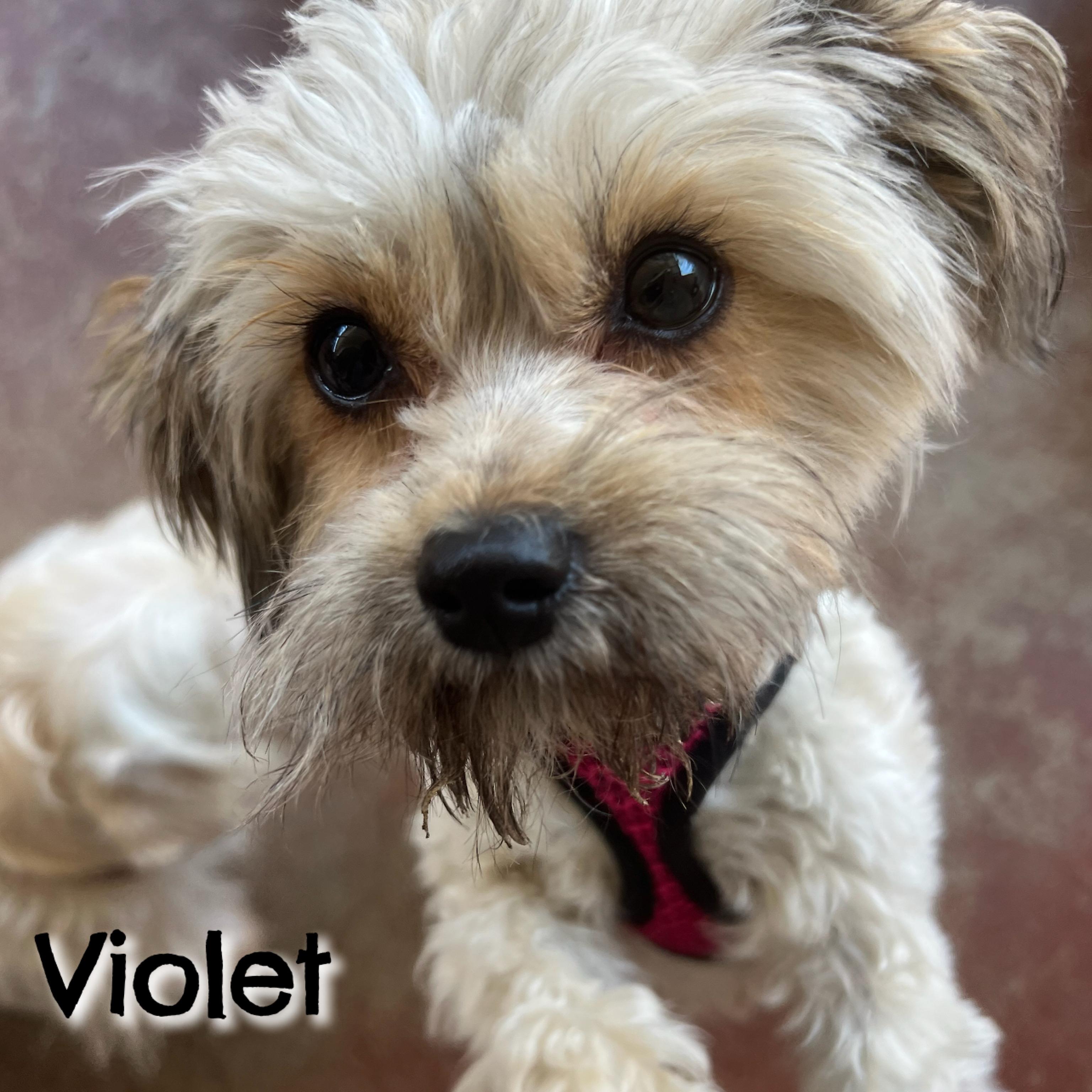 Enlarge Violet, a Adopted mixed breed in Glendora, CA image 4/5