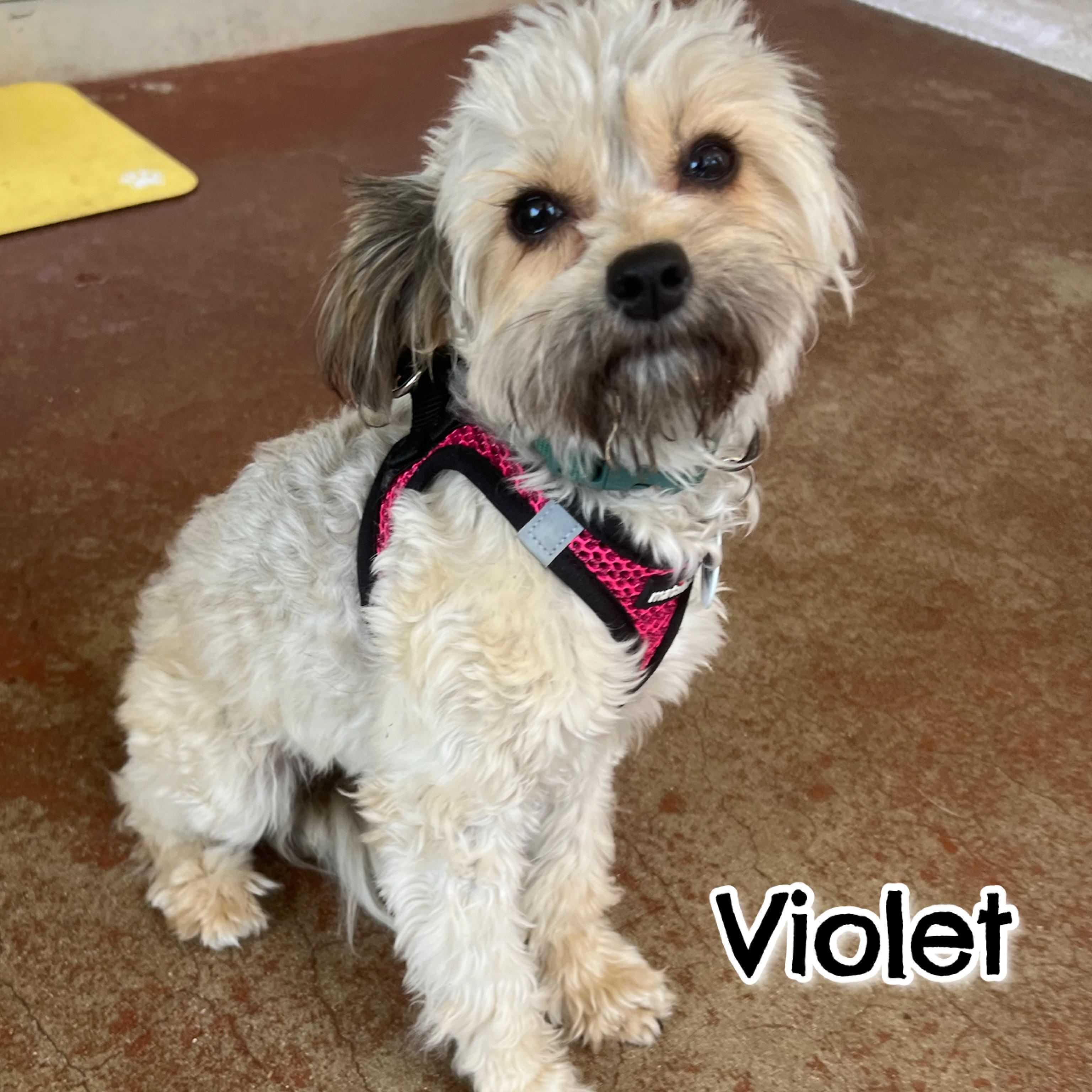 Enlarge Violet, a Adopted mixed breed in Glendora, CA image 3/5