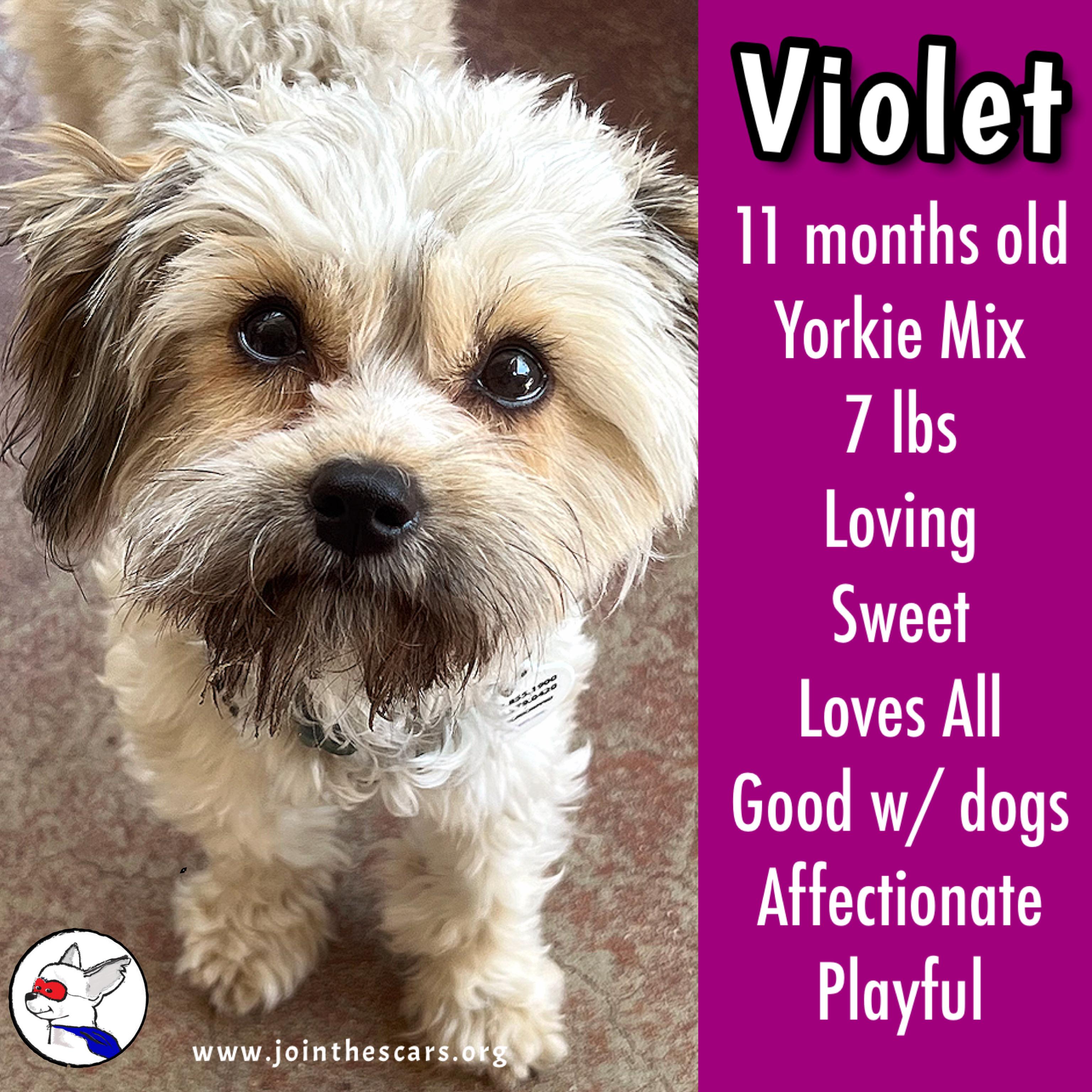 Violet photo 1