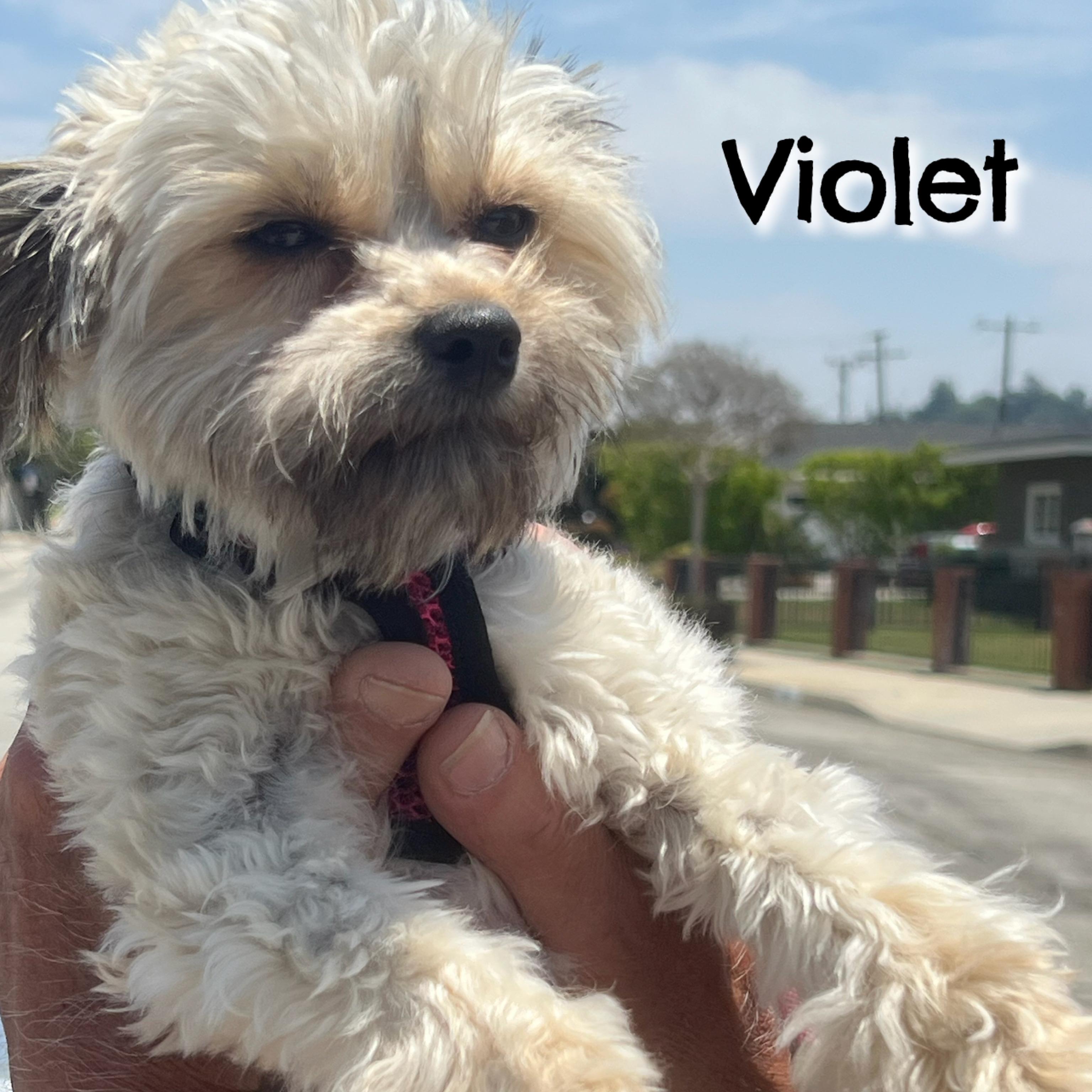 Enlarge Violet, a Adopted mixed breed in Glendora, CA image 5/5