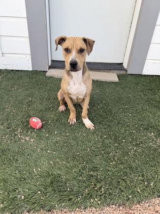 Teddy Bear, Adoptable, Young Female Mixed Breed & Mixed Breed.