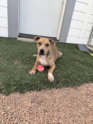 Enlarge Teddy Bear, a Adoptable mixed breed in Divide, CO image 2/2