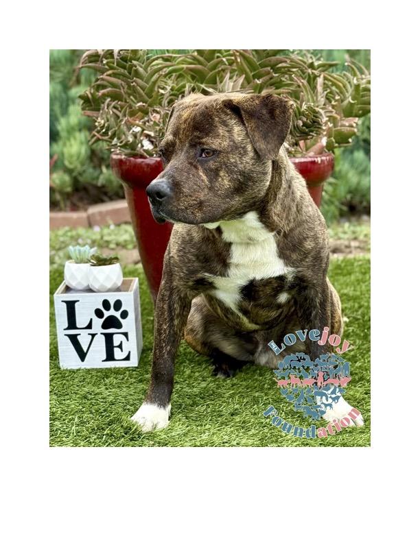Enlarge Bosche, a Adoptable mixed breed in Inglewood, CA image 2/2