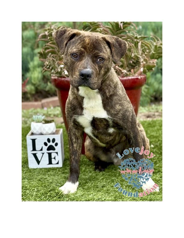 Enlarge Bosche, a Adoptable mixed breed in Inglewood, CA image 1/2