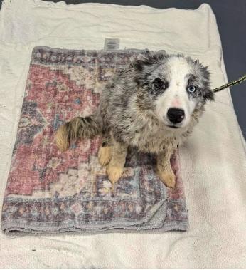 Quiz #5192, Adoptable, Young Male Australian Shepherd.