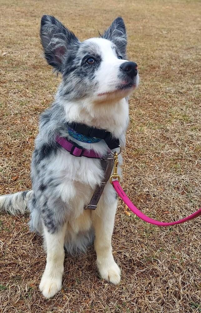 Enlarge Quiz #5192, a Adoptable Australian Shepherd in Newport, NH image 2/4