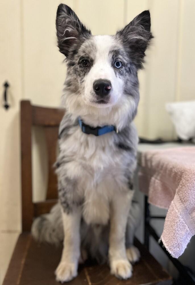 Enlarge Quiz #5192, a Adoptable Australian Shepherd in Newport, NH image 3/4