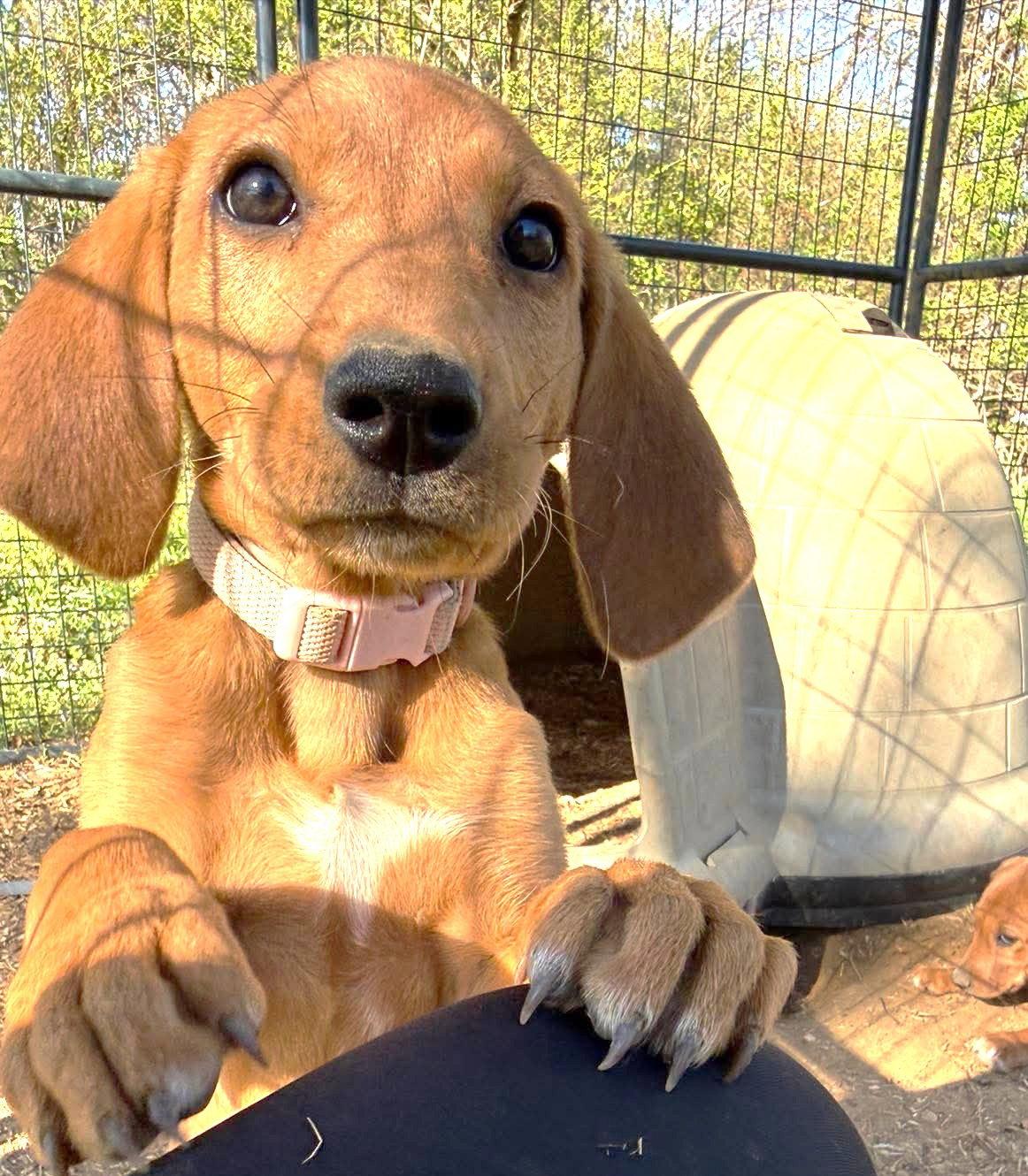 Rose JM in MS, Adoptable, Puppy Female Hound.