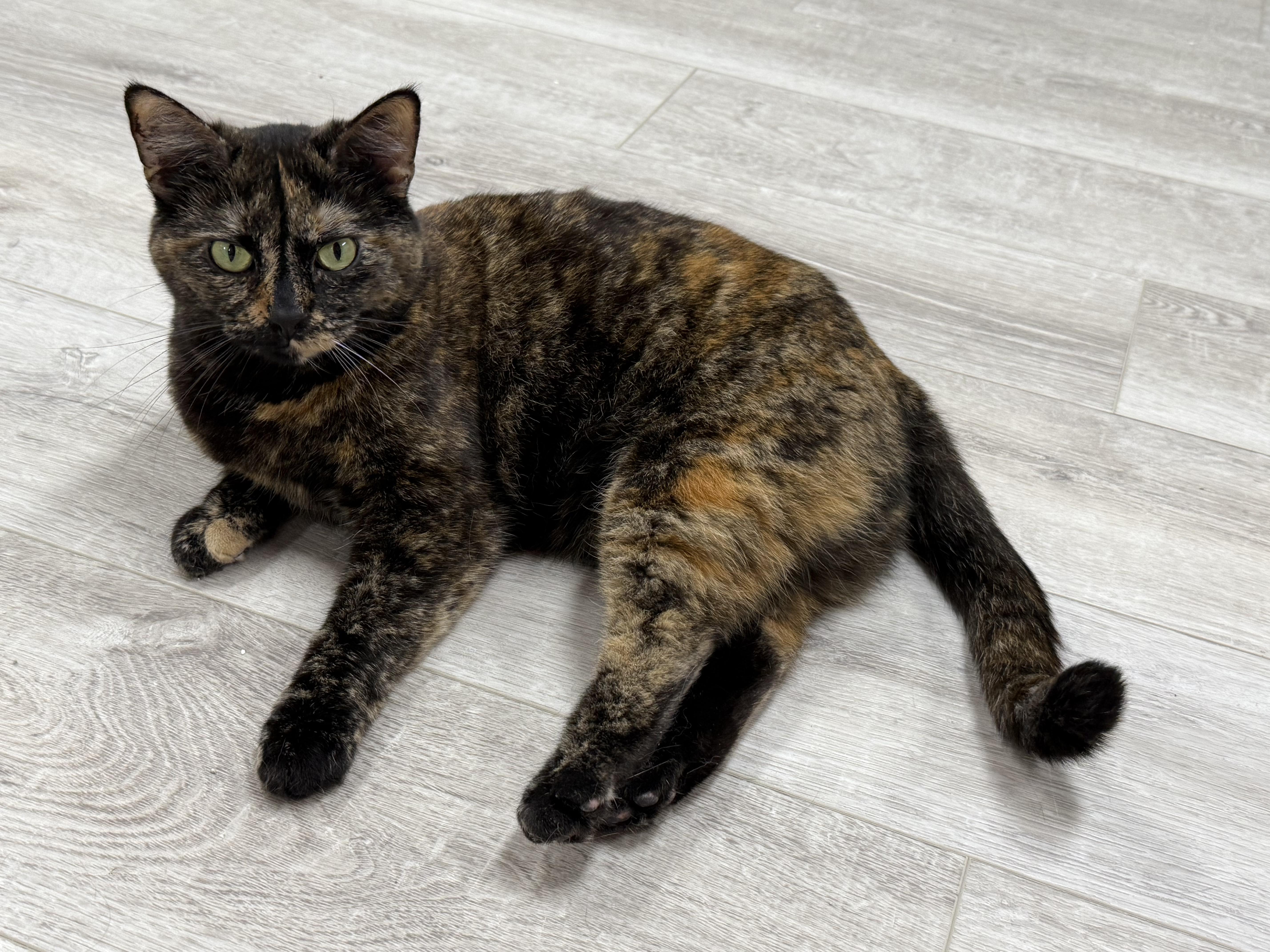 Nile, Adult Female unknown