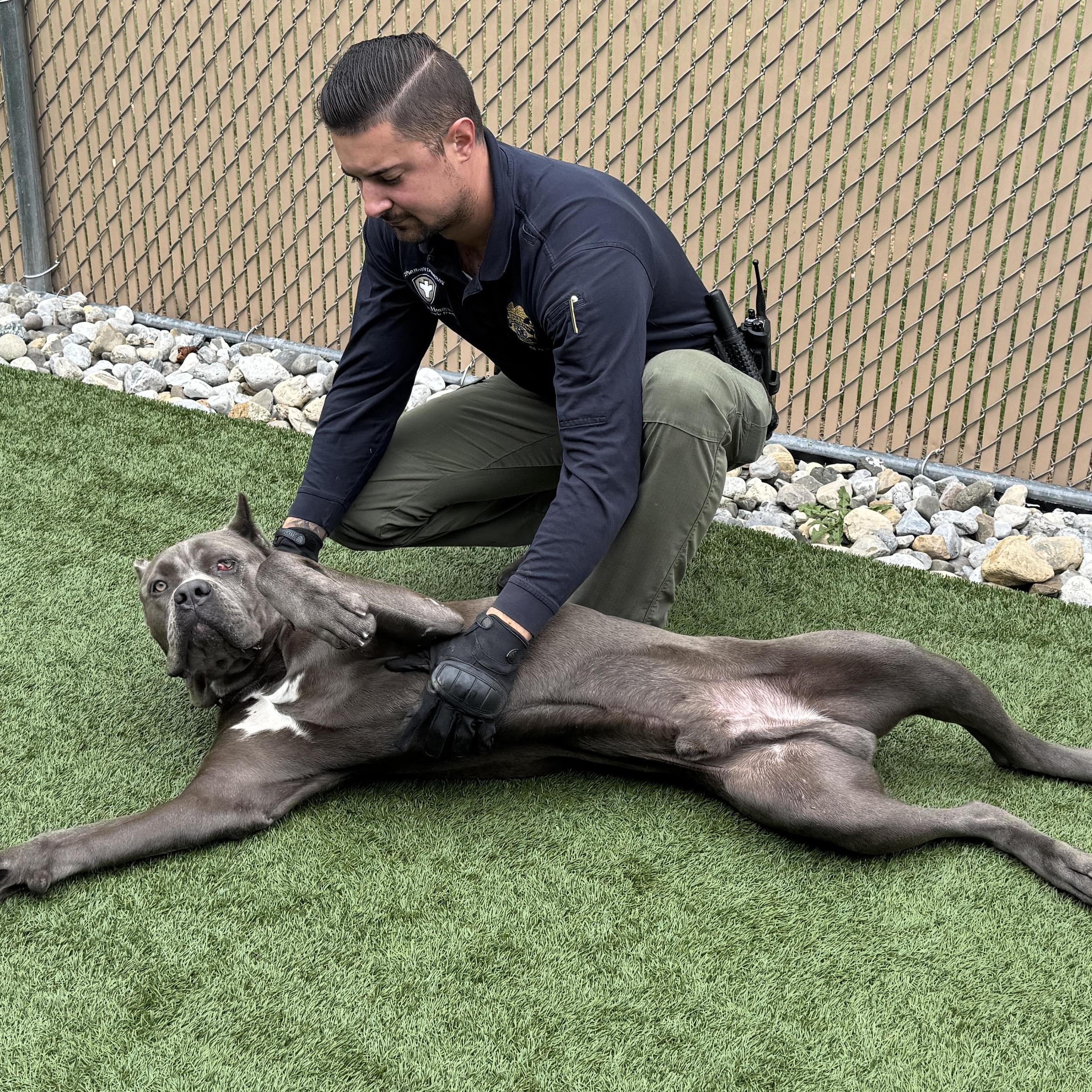 Meet THE ROCK - Regal, Smart, Handsome - and XL ! Cane Corso Pup