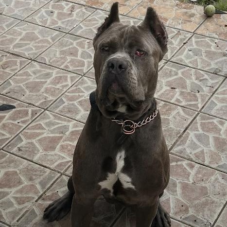 Meet THE ROCK - Regal, Smart, Handsome - and XL ! Cane Corso Pup