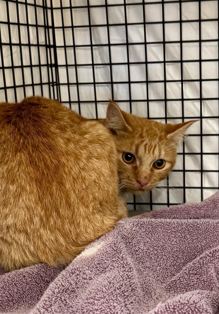 Barn Cat Turkey, Adoptable, Young Male Domestic Short Hair.