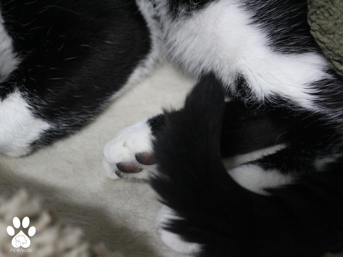 Felix photo 2