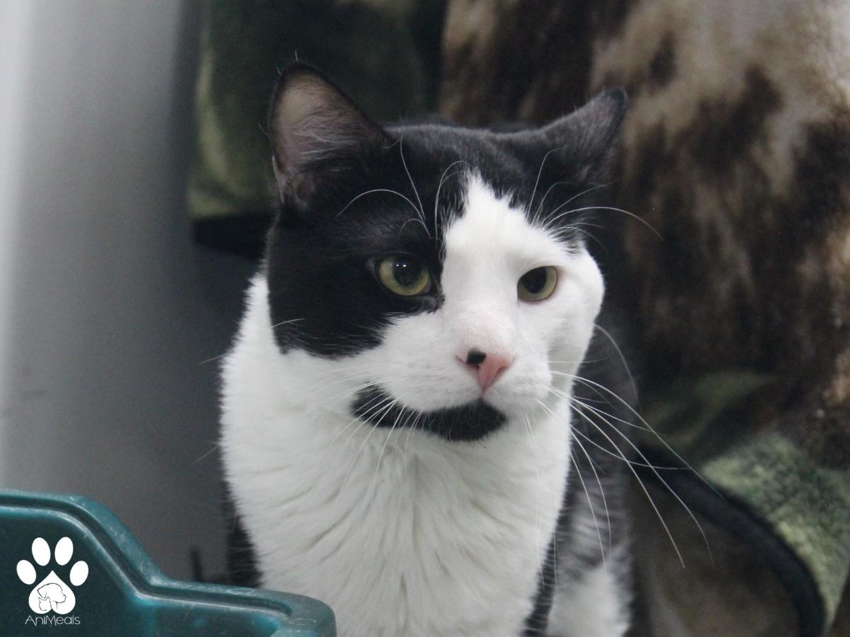 Felix photo 4
